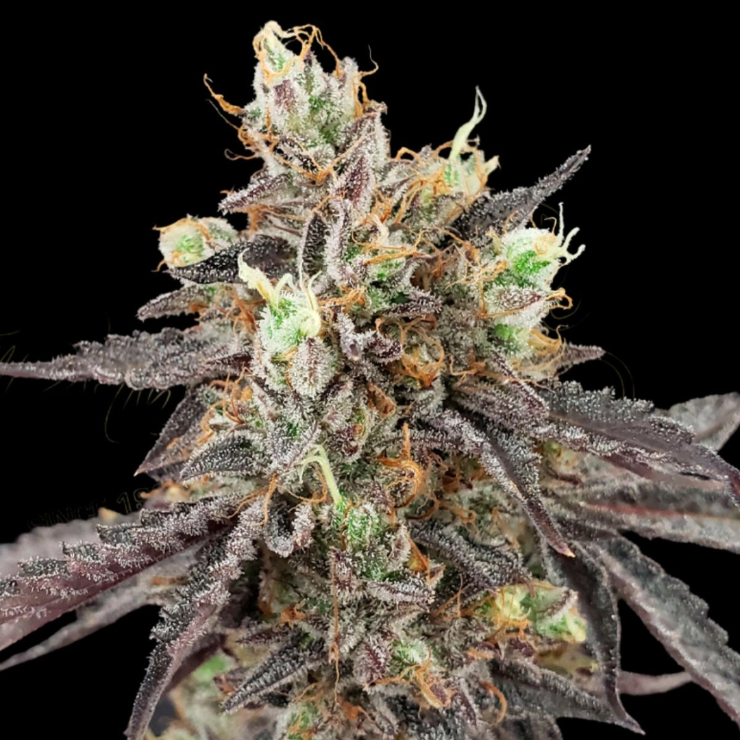GELATO 41 X AUTO – Greenhouse Seed Co – Autoflowering