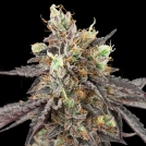 GELATO 41 X AUTO Cannabisblüte – gewachsen aus Automatic Hanfsamen von Greenhouse Seed Co