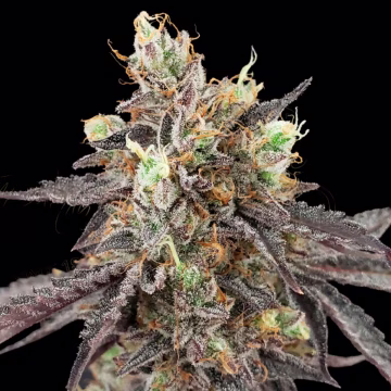 GELATO 41 X AUTO Cannabisblüte – gewachsen aus Automatic Hanfsamen von Greenhouse Seed Co