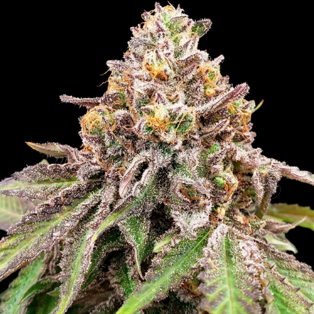 BLUE HAZE X GELATO 41 AUTO – Greenhouse Seed Co – Autoflowering
