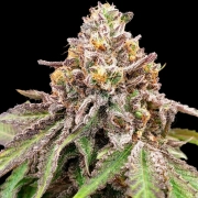 BLUE HAZE X GELATO 41 AUTO – Greenhouse Seed Co – Autoflowering