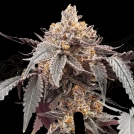 GUAVA X GELATO 41 AUTO Cannabisblüte – gewachsen aus Automatic Hanfsamen von Greenhouse Seed Co