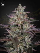 BANANA KRUMBLE Cannabisblüte – gewachsen aus Feminisierte Hanfsamen von Greenhouse Seed Co