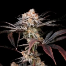 WONDER PIE Cannabisblüte – gewachsen aus Feminisierte Hanfsamen von Greenhouse Seed Co