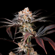 WONDER PIE Cannabis Blüte - gewachsen aus Feminisierte Hanfsamen für den Anbau