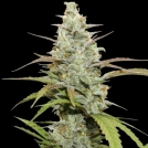 Mokum’s Tulip Cannabisblüte – gewachsen aus Feminisierte Hanfsamen von Dutch Passion