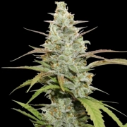 Mokum’s Tulip Cannabisblüte – gewachsen aus Feminisierte Hanfsamen von Dutch Passion