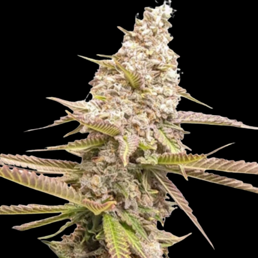 Strawberry Cookies – Dutch Passion – Feminisiert