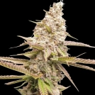 Strawberry Cookies Cannabisblüte – gewachsen aus Feminisierte Hanfsamen von Dutch Passion