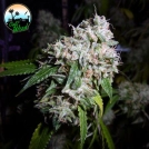 California Headband Cannabisblüte – gewachsen aus Feminisierte Hanfsamen von Cali Weed