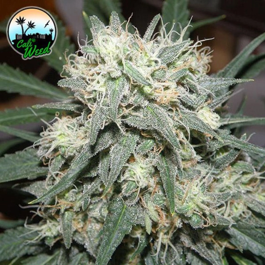 Cali Killer – Cali Weed – Feminisiert