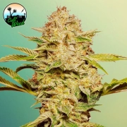 Cali Glue Auto Cannabisblüte – gewachsen aus Automatic Hanfsamen von Cali Weed