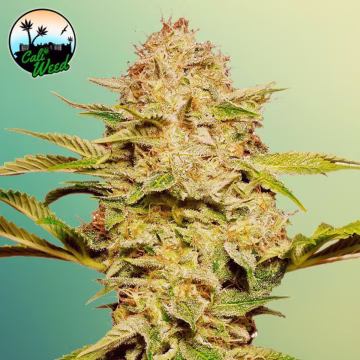 Cali Glue Auto Cannabisblüte – gewachsen aus Automatic Hanfsamen von Cali Weed