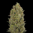00 Cheese Cannabisblüte – gewachsen aus Feminisierte Hanfsamen von 00 Seeds