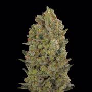 00 Cheese Cannabisblüte – gewachsen aus Feminisierte Hanfsamen von 00 Seeds