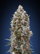 00 Kush Cannabisblüte – gewachsen aus Feminisierte Hanfsamen von 00 Seeds