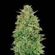 00 Skunk Cannabisblüte – gewachsen aus Feminisierte Hanfsamen von 00 Seeds