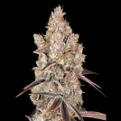 HOLY SNOW Cannabisblüte – gewachsen aus Automatic Hanfsamen von Greenhouse Seed Co