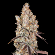 HOLY SNOW Cannabis Blüte - gewachsen aus Automatic Hanfsamen für den Anbau