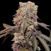 Auto Candy Bubatz XL Cannabis Blüte - gewachsen aus Automatic Hanfsamen für den Anbau