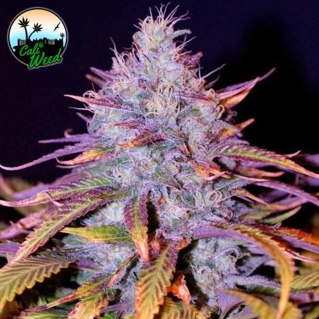 Blue Dream – Cali Weed – Feminisiert