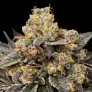 Biscotti Zkittlez Cannabisblüte – gewachsen aus Feminisierte Hanfsamen von 00 Seeds