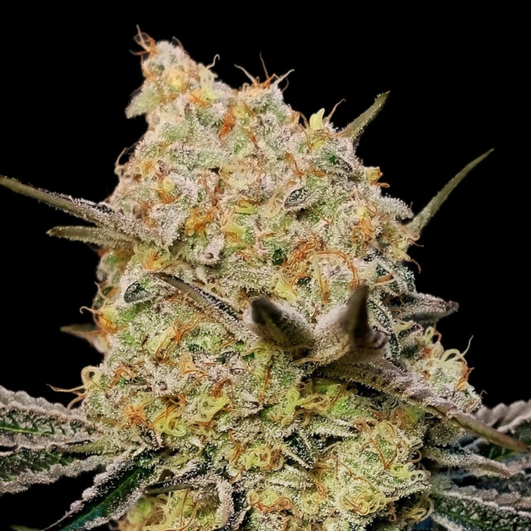 Gelato Mint – 00 Seeds – Feminisiert