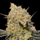 Gelato Mint Cannabisblüte – gewachsen aus Feminisierte Hanfsamen von 00 Seeds