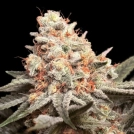Rainbow Mints Cannabisblüte – gewachsen aus Feminisierte Hanfsamen von 00 Seeds