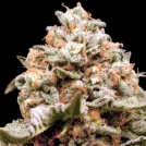 Auto Rainbow Mints Cannabisblüte – gewachsen aus Automatic Hanfsamen von 00 Seeds
