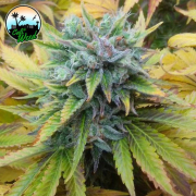 Cali Dream Cannabis Blüte - gewachsen aus Feminisierte Hanfsamen für den Anbau