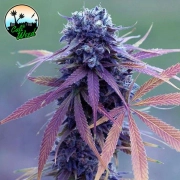 Blue Dream Auto Cannabisblüte – gewachsen aus Automatic Hanfsamen von Cali Weed