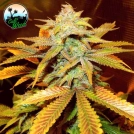 Cali Glue Cannabisblüte – gewachsen aus Feminisierte Hanfsamen von Cali Weed