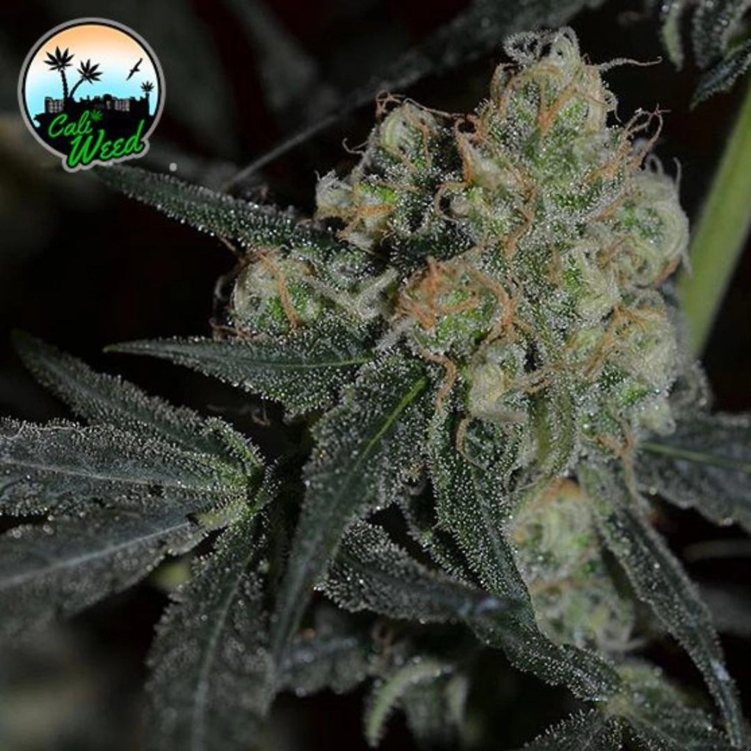 Biscotti Peach – Cali Weed – Feminisiert