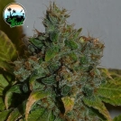 Auto Strawberry Gelato Cannabisblüte – gewachsen aus Automatic Hanfsamen von Cali Weed