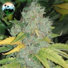 Auto Raspberry Zkittlez Cannabisblüte – gewachsen aus Automatic Hanfsamen von Cali Weed