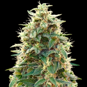 Auto 00 Cheese Cannabisblüte – gewachsen aus Automatic Hanfsamen von 00 Seeds