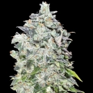 Auto 00 Kush Cannabisblüte – gewachsen aus Automatic Hanfsamen von 00 Seeds