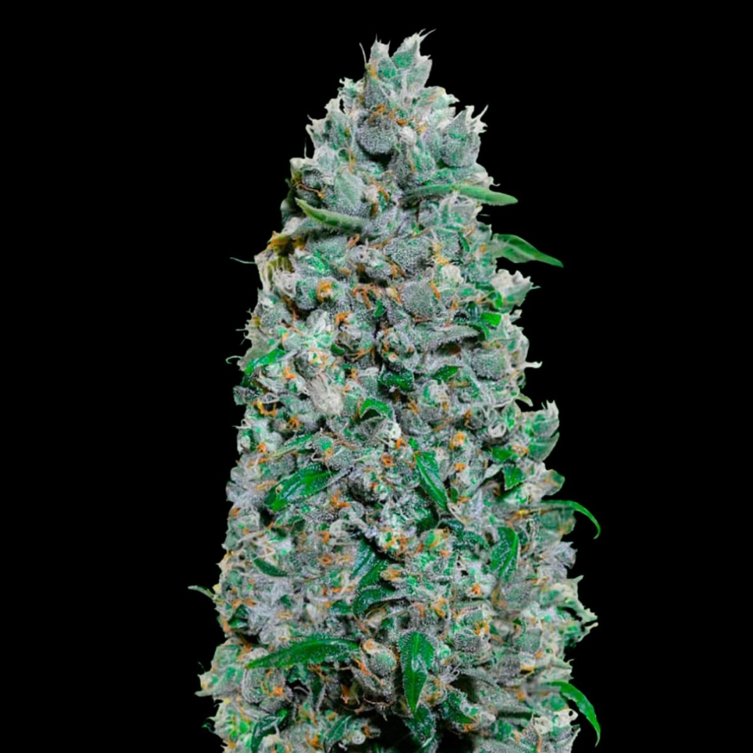 Auto Afghan Mass XXL – 00 Seeds – Autoflowering