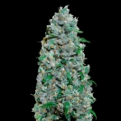 Auto Afghan Mass XXL Cannabisblüte – gewachsen aus Automatic Hanfsamen von 00 Seeds