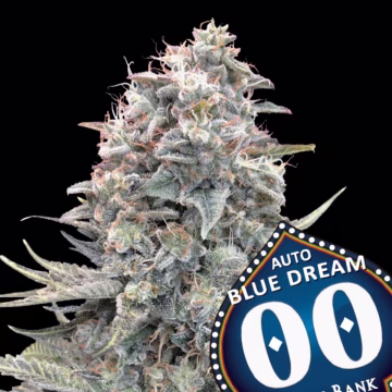 Auto Blue Dream Cannabisblüte – gewachsen aus Automatic Hanfsamen von 00 Seeds