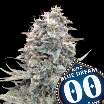 Auto Blue Dream Cannabisblüte – gewachsen aus Automatic Hanfsamen von 00 Seeds