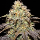 Super Boof Cannabisblüte – gewachsen aus Feminisierte Hanfsamen von Cream of the Crop