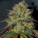 RS11 Cannabisblüte – gewachsen aus Feminisierte Hanfsamen von Cream of the Crop