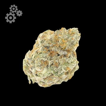 Permanent White Marker Cannabisblüte – gewachsen aus Automatic Hanfsamen von Growers Choice