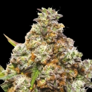 GIRL SCOUT GELATO Cannabisblüte – gewachsen aus Feminisierte Hanfsamen von Yieldmonger Seeds