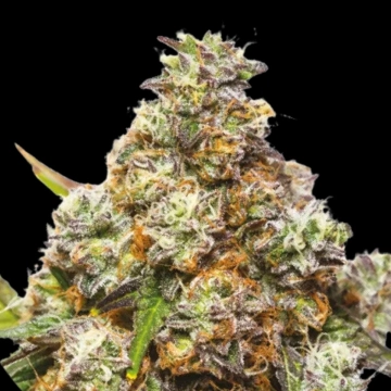 GIRL SCOUT GELATO Cannabisblüte – gewachsen aus Feminisierte Hanfsamen von Yieldmonger Seeds