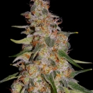 Frosted Guava Auto Cannabisblüte – gewachsen aus Automatic Hanfsamen von Cream of the Crop