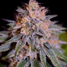 Auto Biscotti Cannabisblüte – gewachsen aus Automatic Hanfsamen von Cream of the Crop