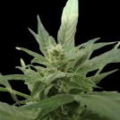  Bluetooth Auto Cannabisblüte – gewachsen aus Automatic Hanfsamen von Cream of the Crop